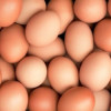 پسکجا-تخم-مرغ-مروارید-logo